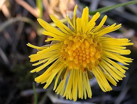 Kleinhoefblad070205